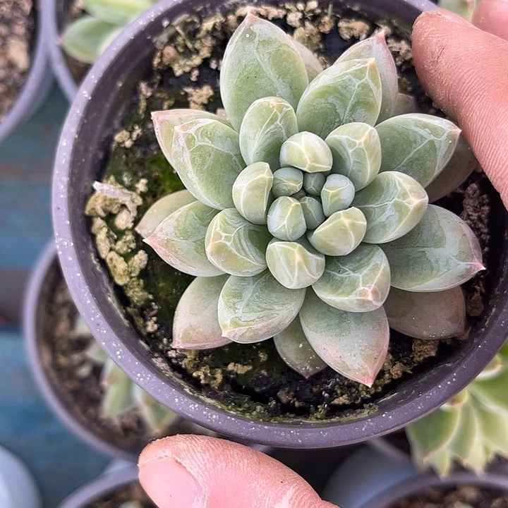 杂交系列美人 单头 尺寸5