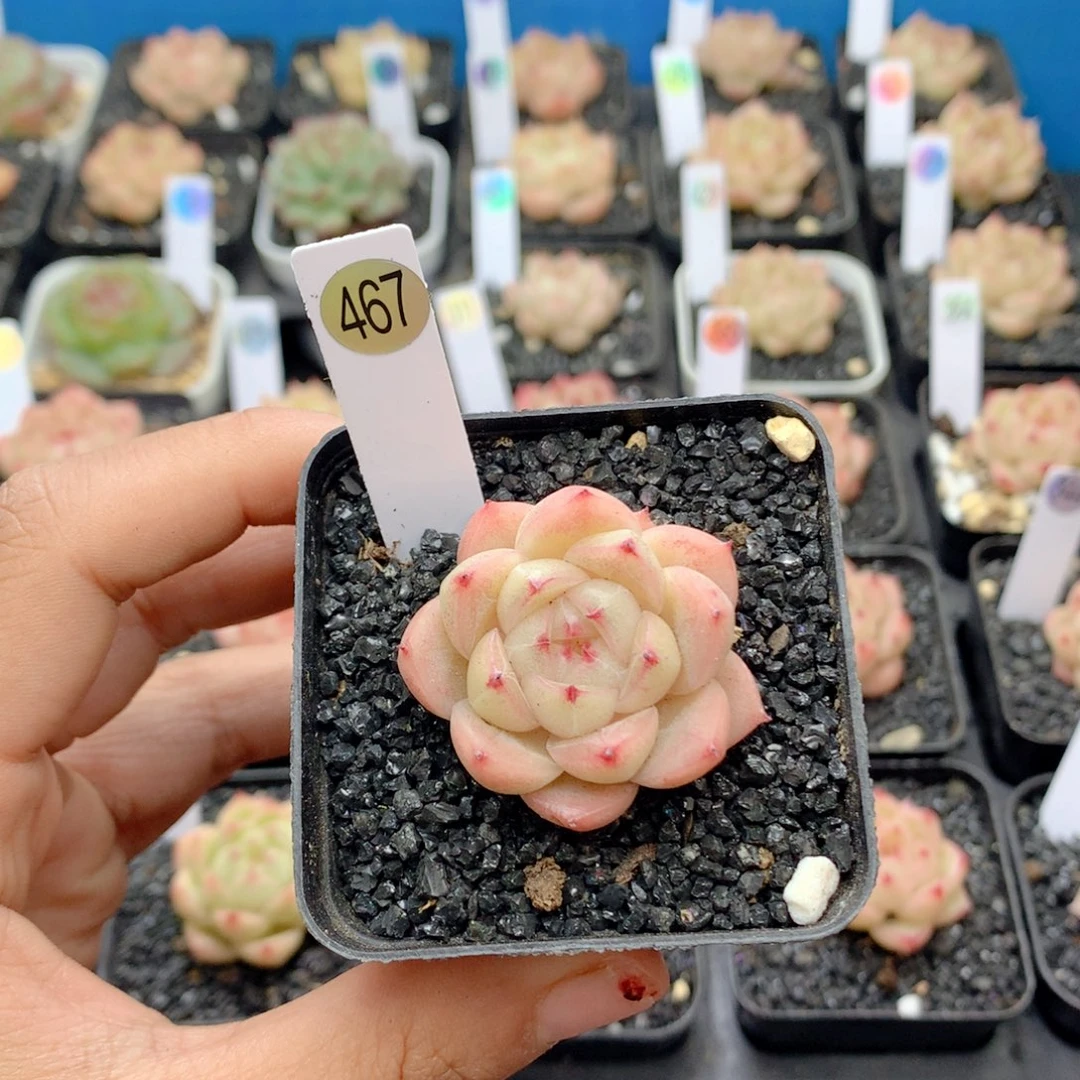 58包邮  群生不包整467