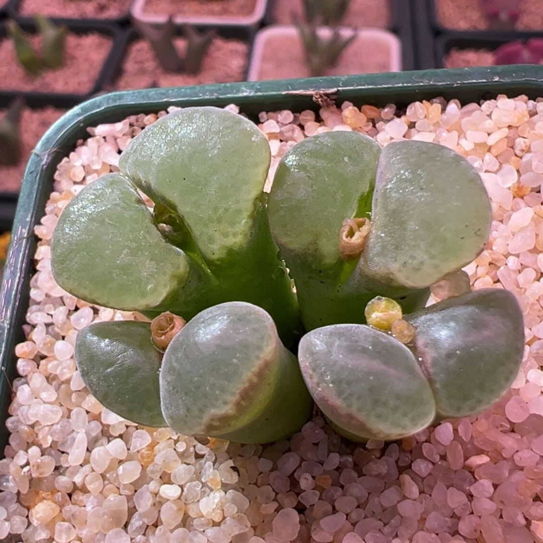 427。1799.12翻窗母本