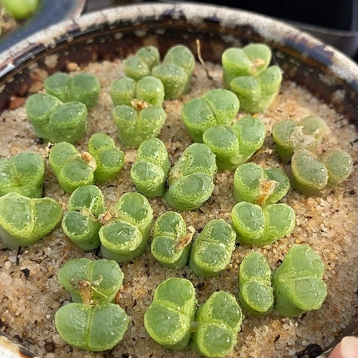 10509双头绿眼睛风铃一颗