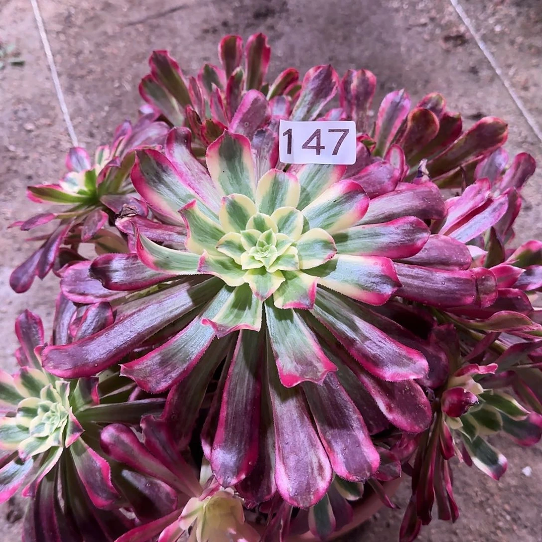 多肉植物法师福利波斯147