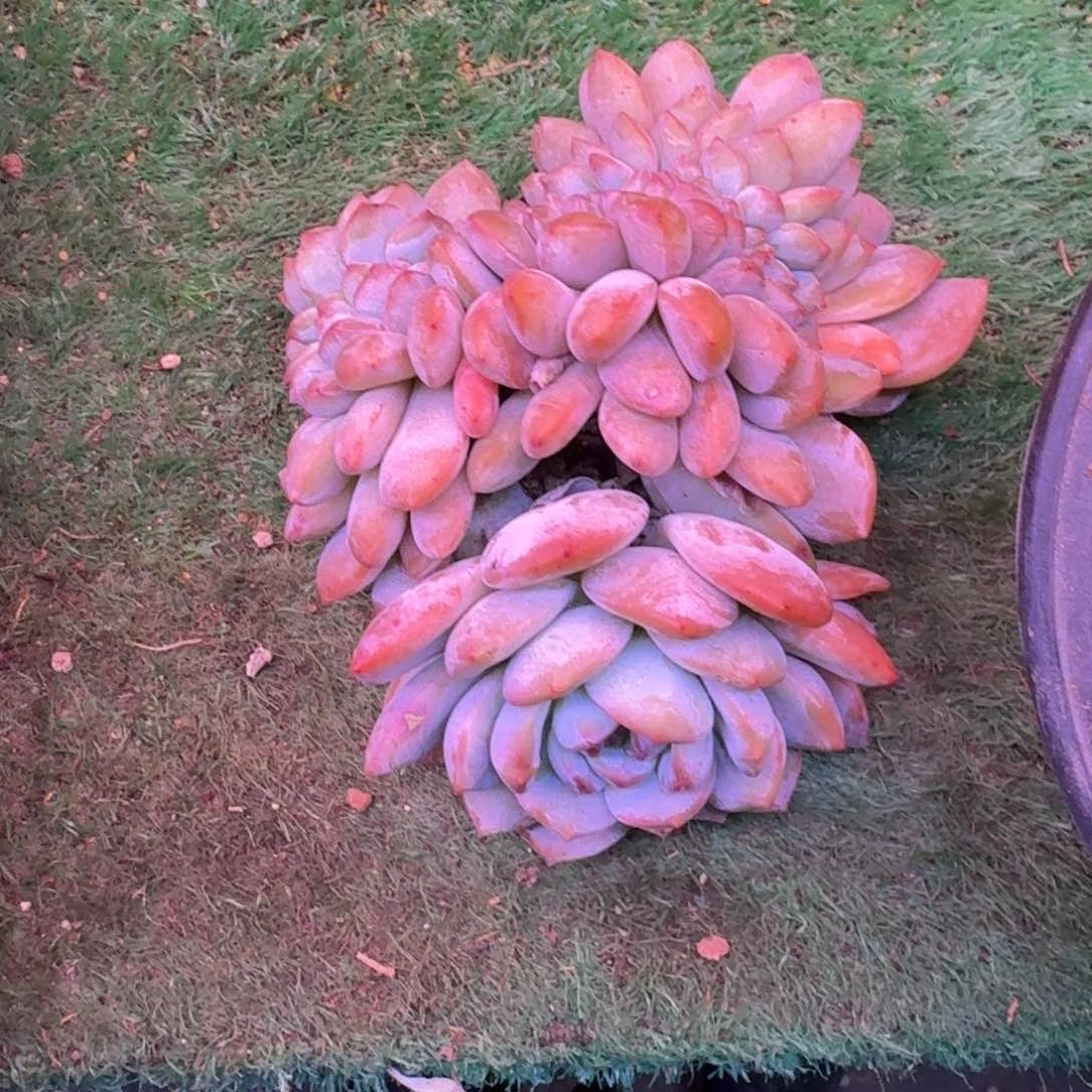 星影缀化瑕多肉1