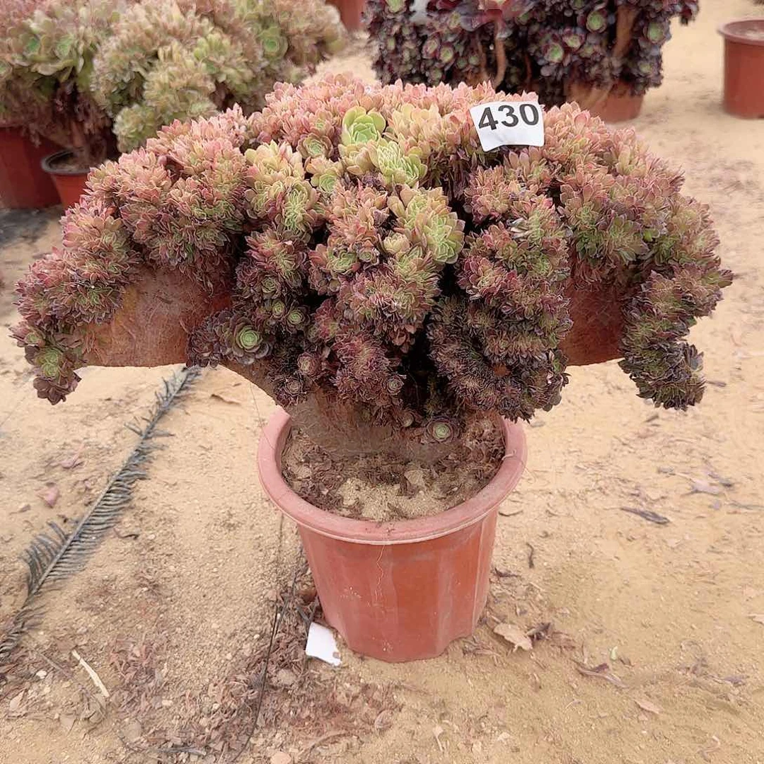 430万缀一颗有伤呀呀