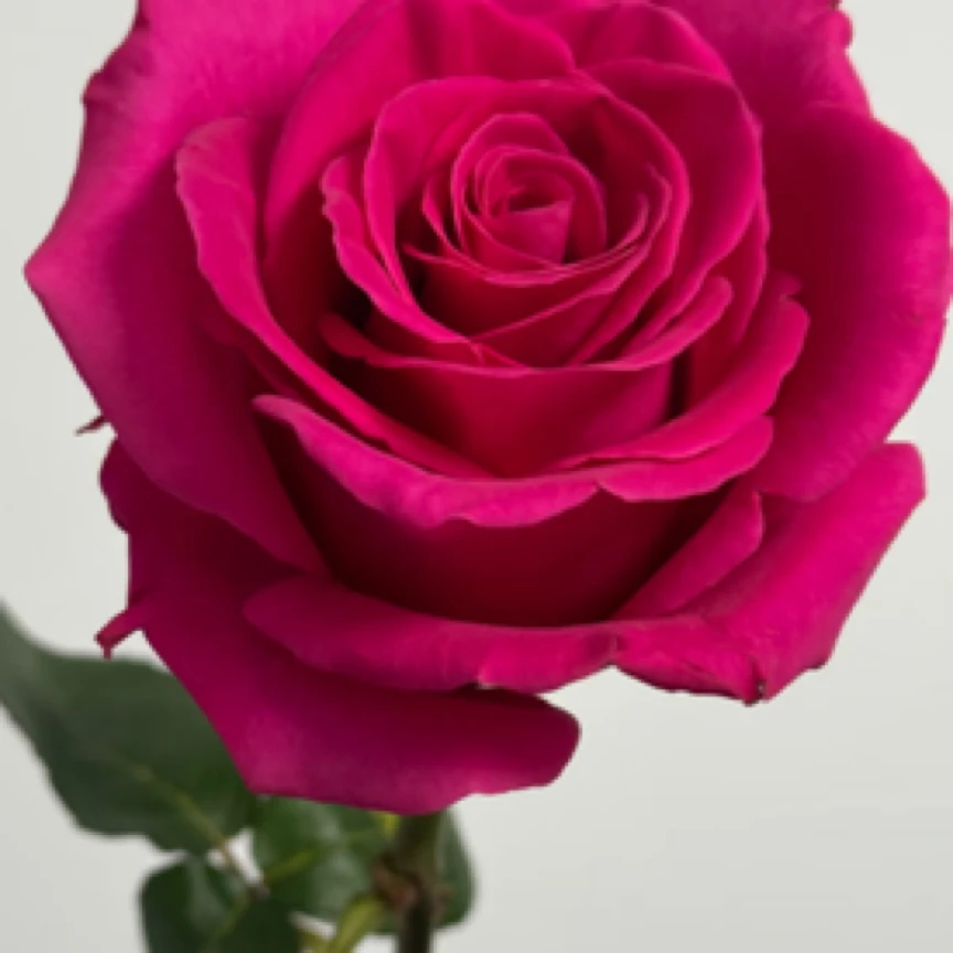 弗洛伊德 玫红色玫瑰浓郁香味耐热勤开月季盆栽