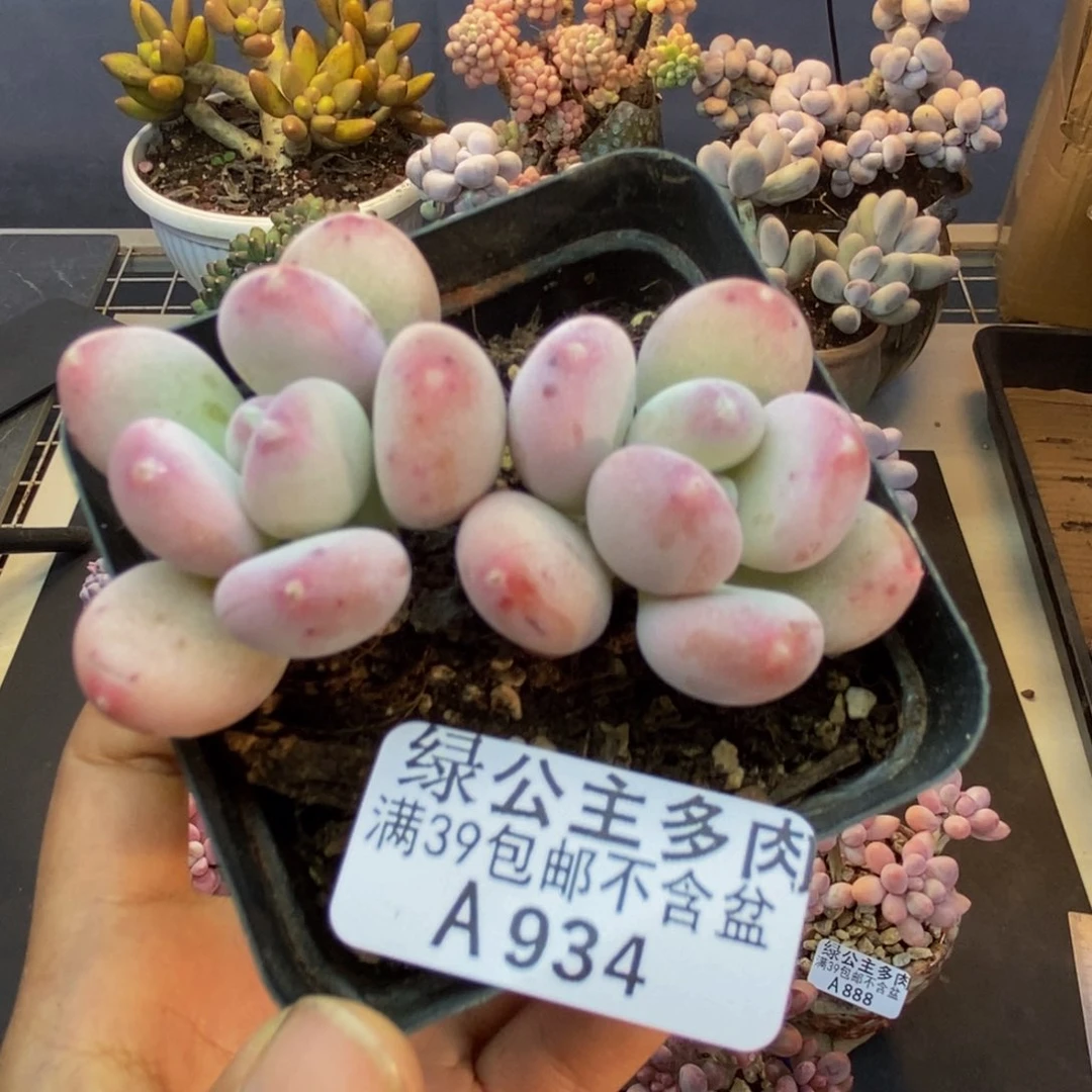 934稻田姬多肉6c m