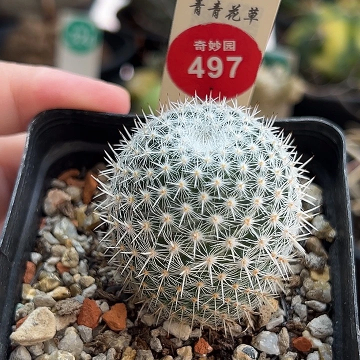 实生敷岛3.6cm一棵仙人球
