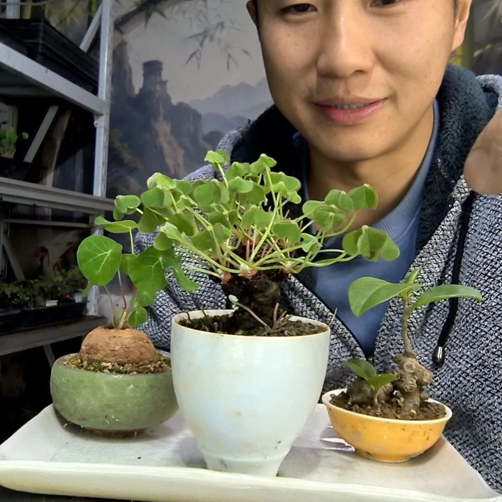 ～**～中青园艺一物一拍470