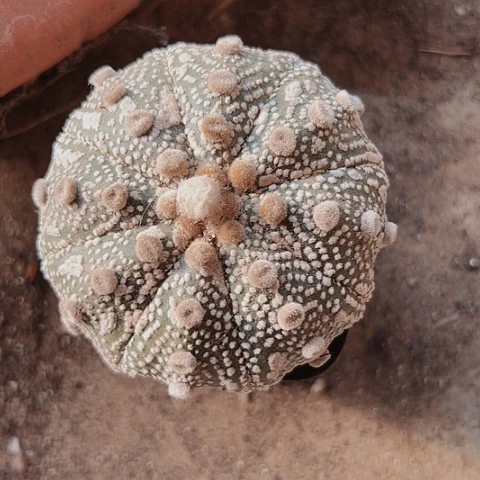 361只有木心了仙人球