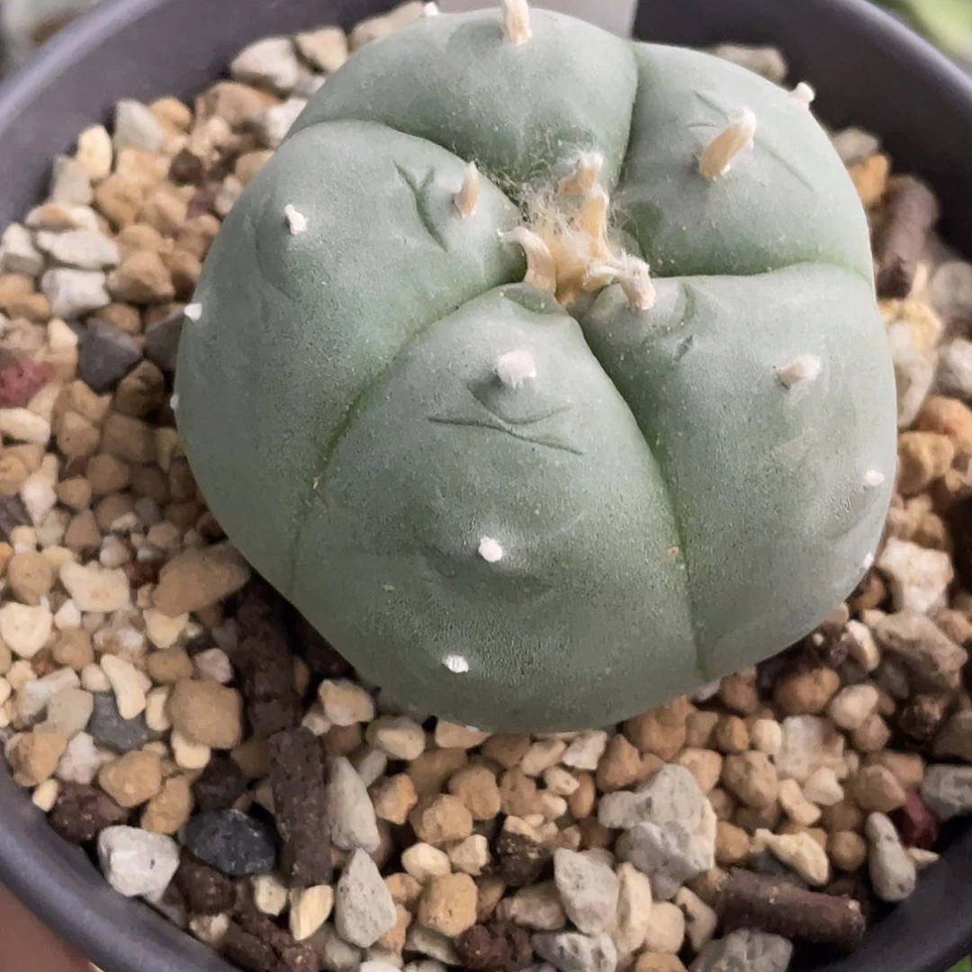 2044实生脱土发货111111