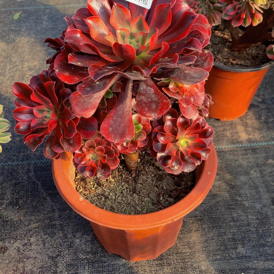 采***下美杜莎法师313000