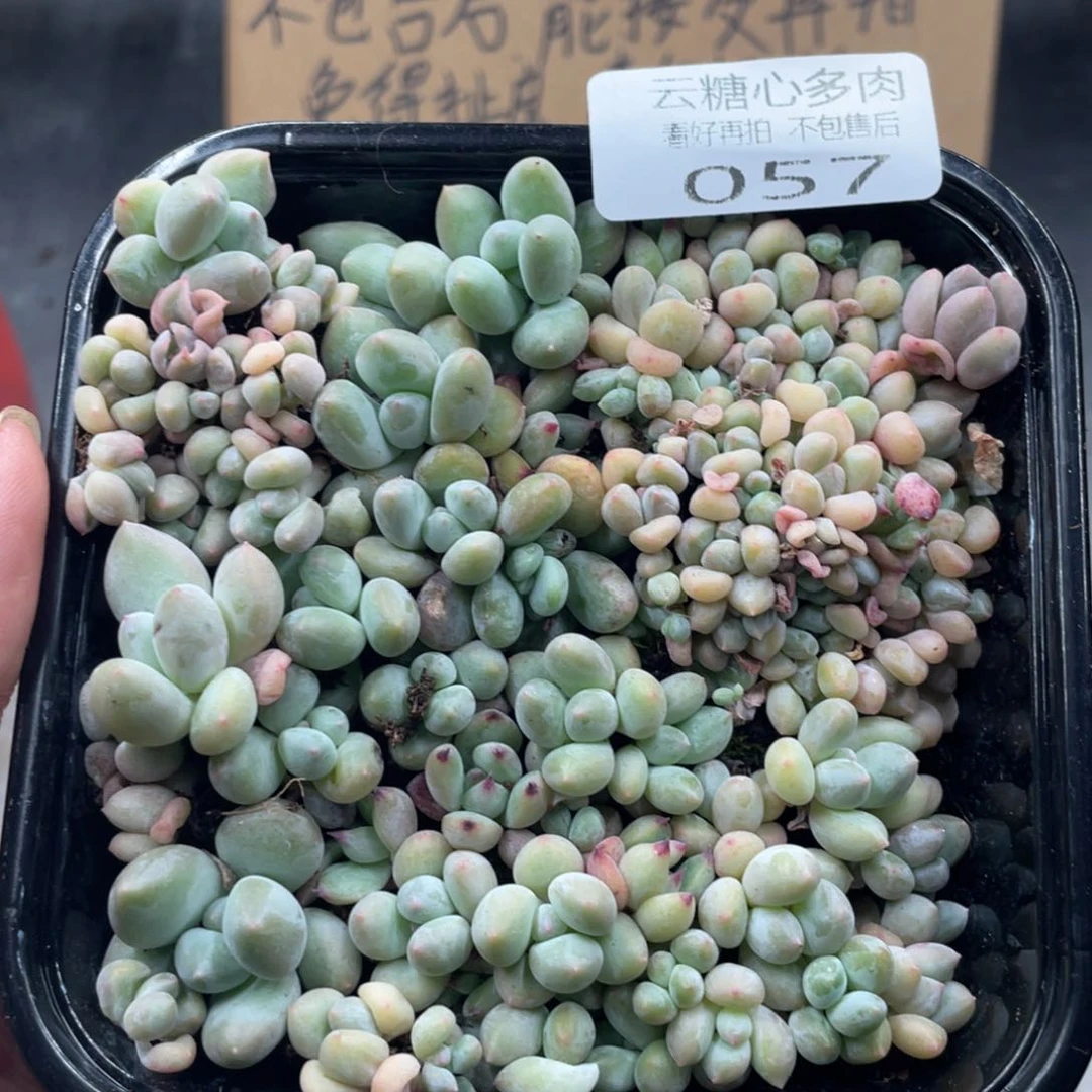 云糖心多肉植物57