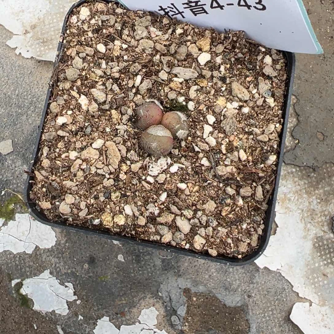 挑**猫4-43肉锥多肉植物