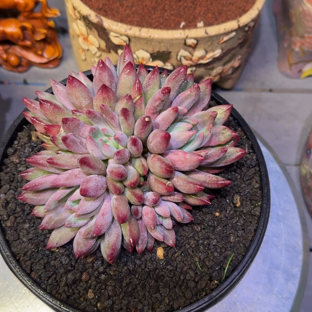 车厘子群生多肉植物一物一拍