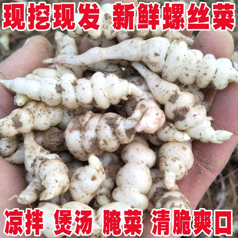薇芽宝塔菜新鲜螺丝菜地环甘露子地葫芦农家种植地牯牛地溜子玉环