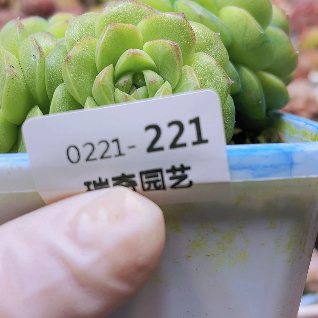 00000000000000221一物一拍