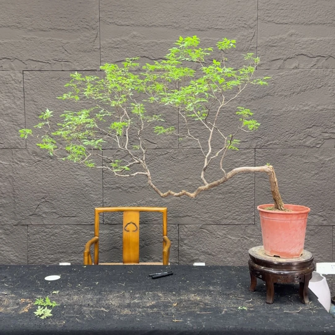 完全开放茶台飘枝盆景2