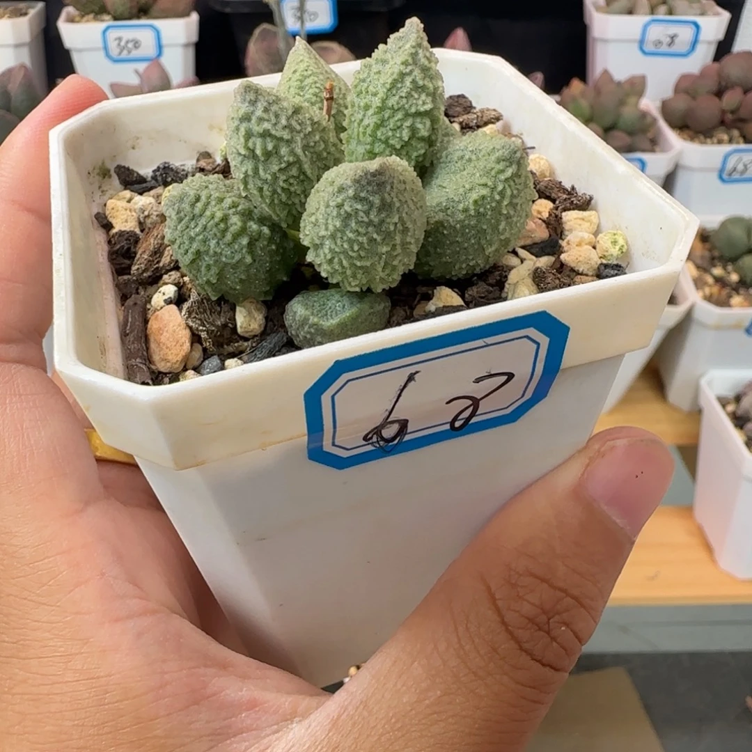 新品水泡，一物一拍