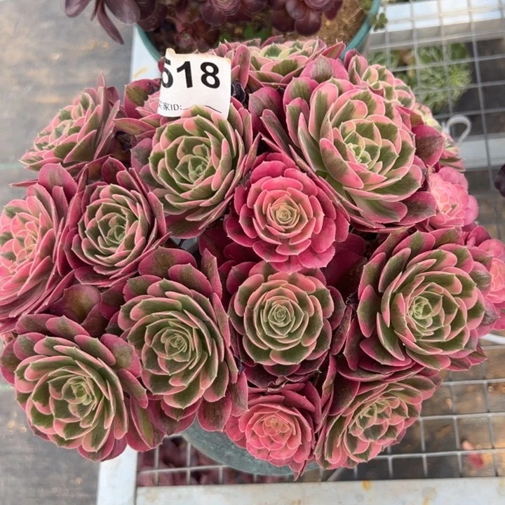 518女巫23厘米左右