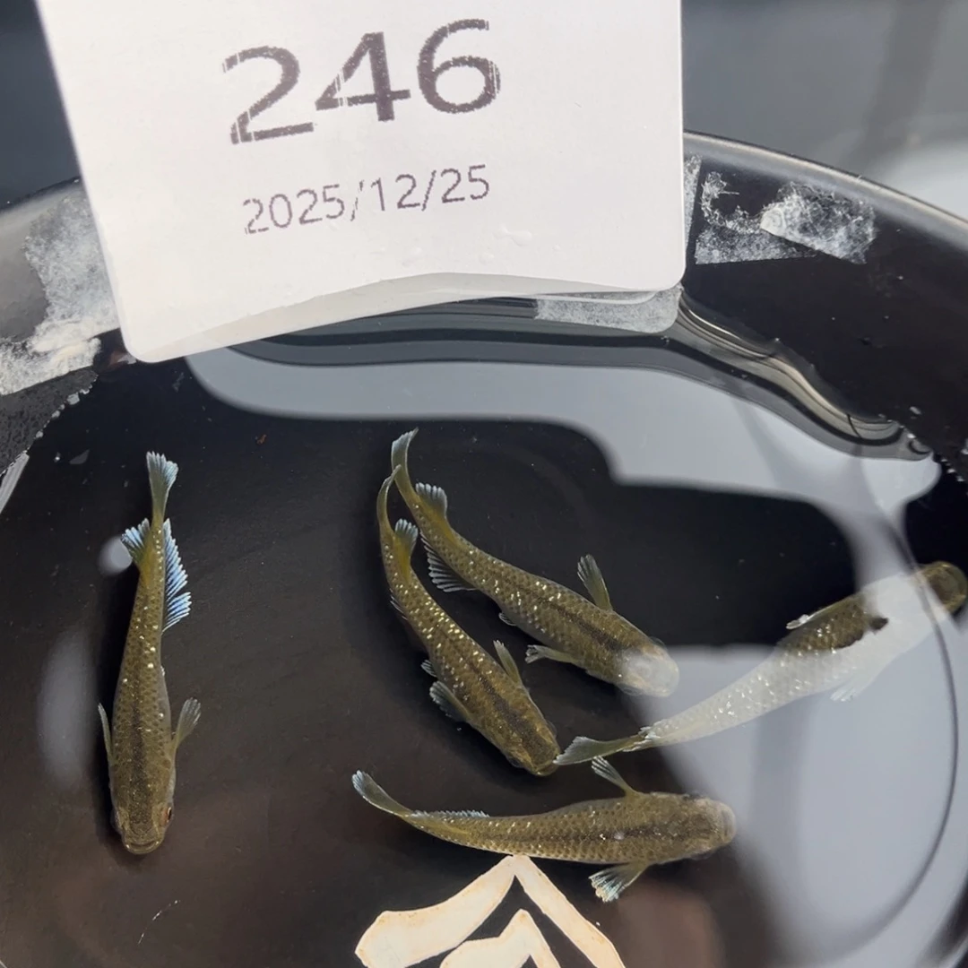 青鳉鱼246奶酪宽鳍五尾