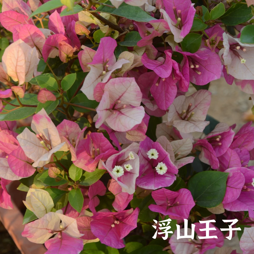 【漳红樱】三角梅百变花蝴蝶盆栽阳台庭院楼顶篱笆墙四季开花