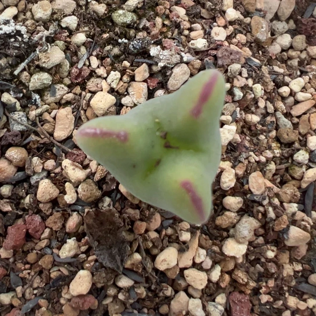 奔驰毛将 肉锥植物