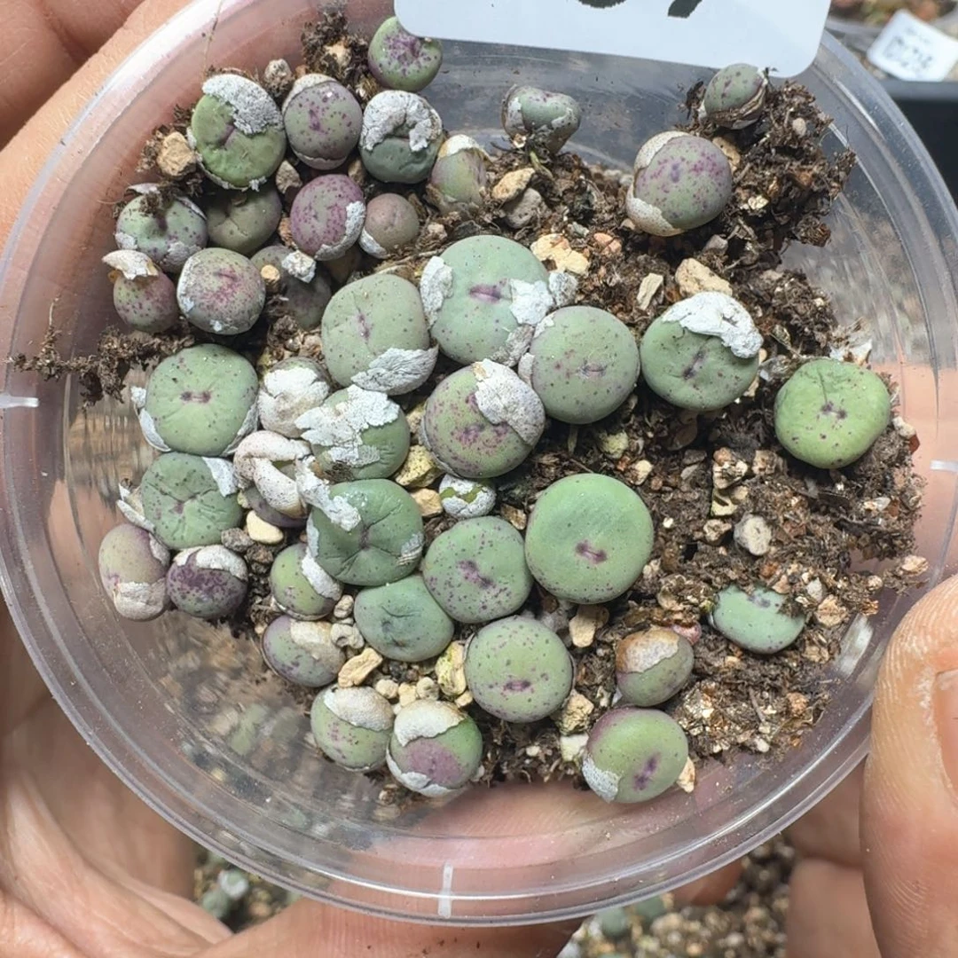 D39。小红嘴一盒。  多肉植物