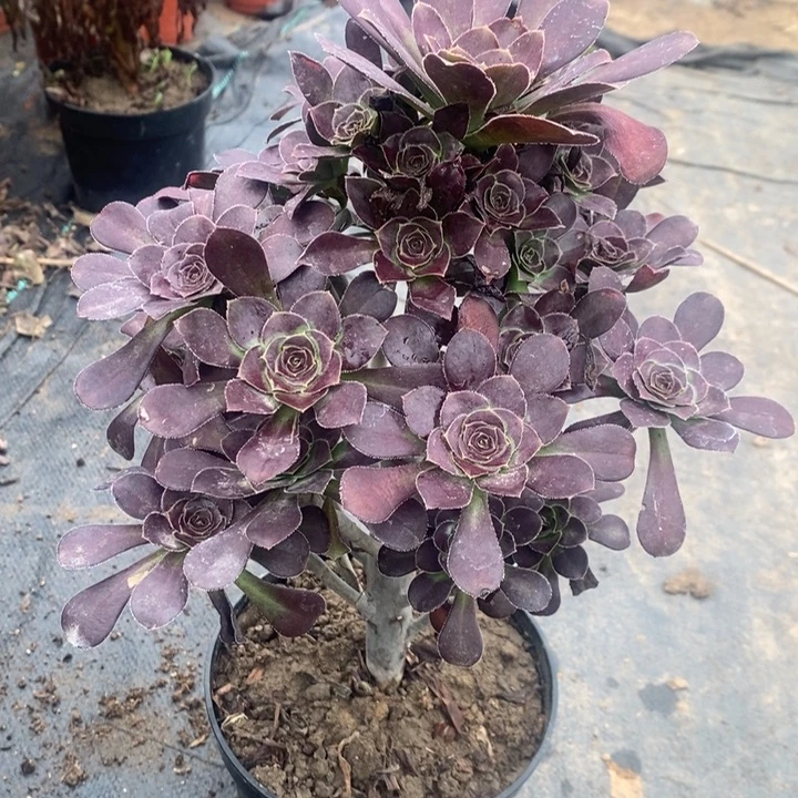 圆叶多肉植物020