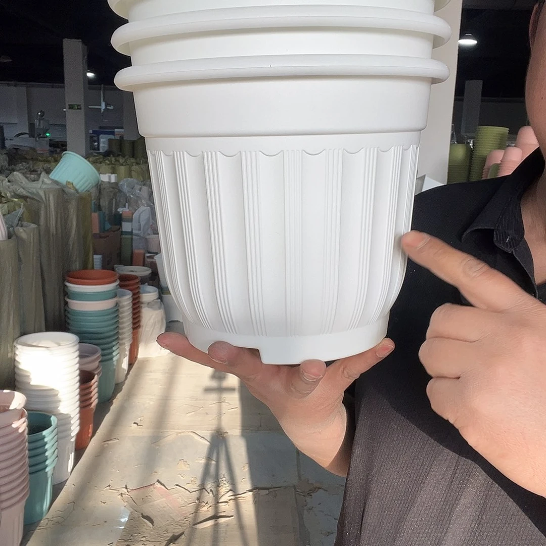 罗马240白3个无托盘