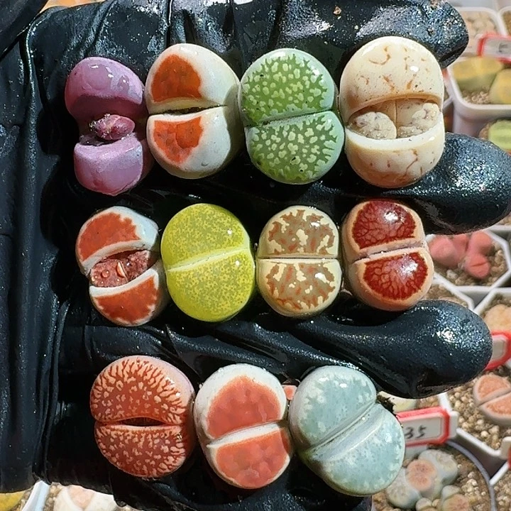 生石花11111111。    177