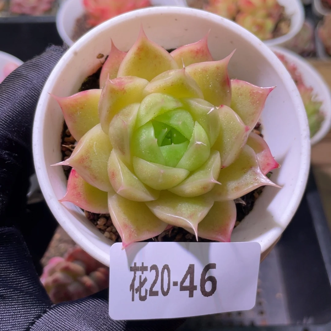 花利美20-46麦秆单头