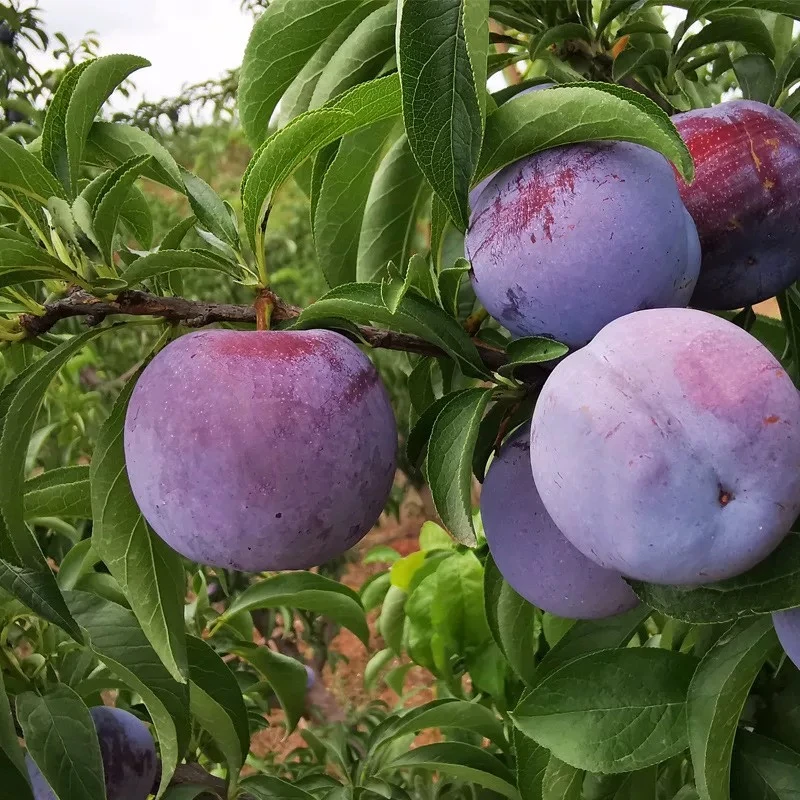 【龙集·云上集市 助农】农家自种 五月脆李子