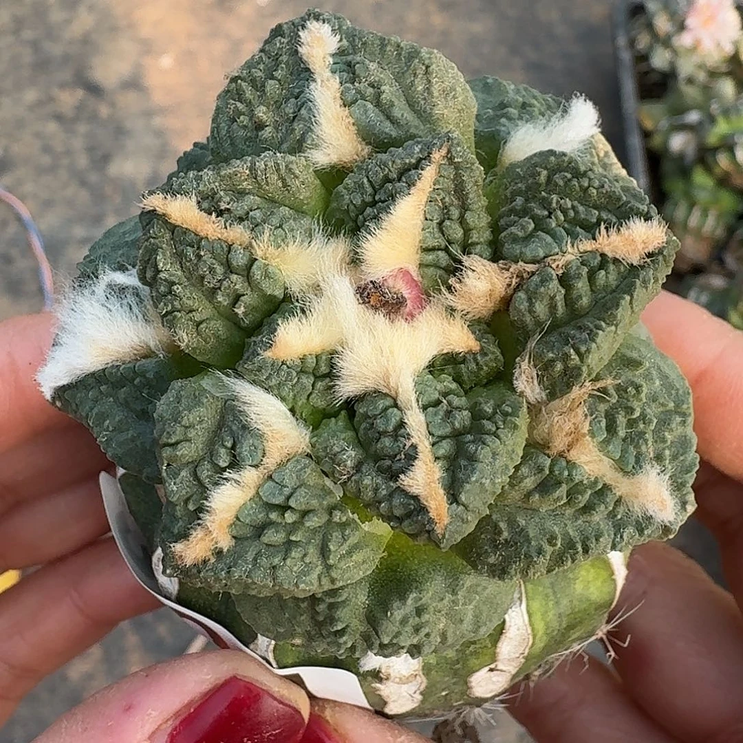 无花朵大尤志贺龟甲301