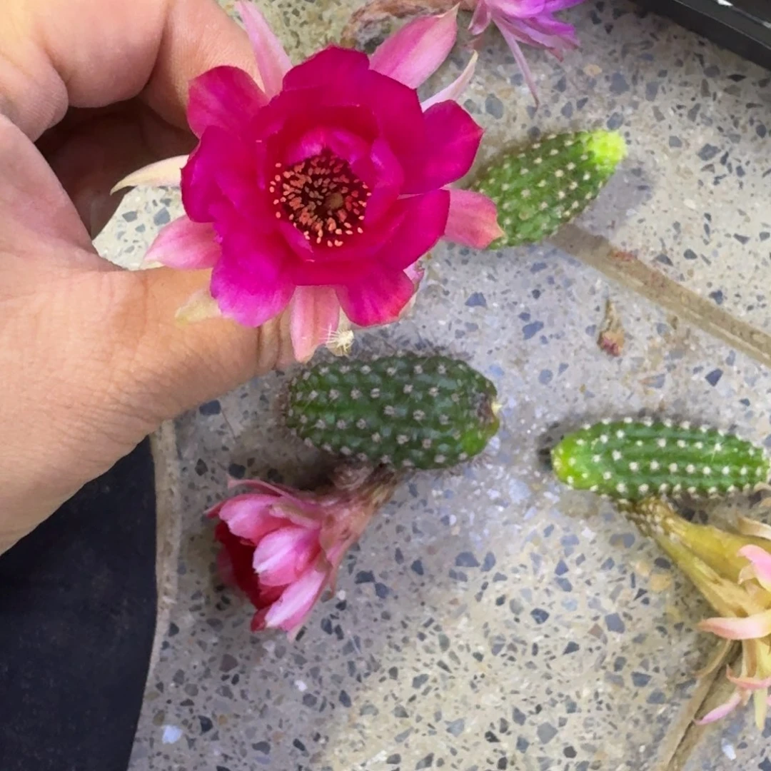 330白檀白9无根侧牙很小，20包邮