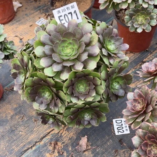 071万圣节不包断枝