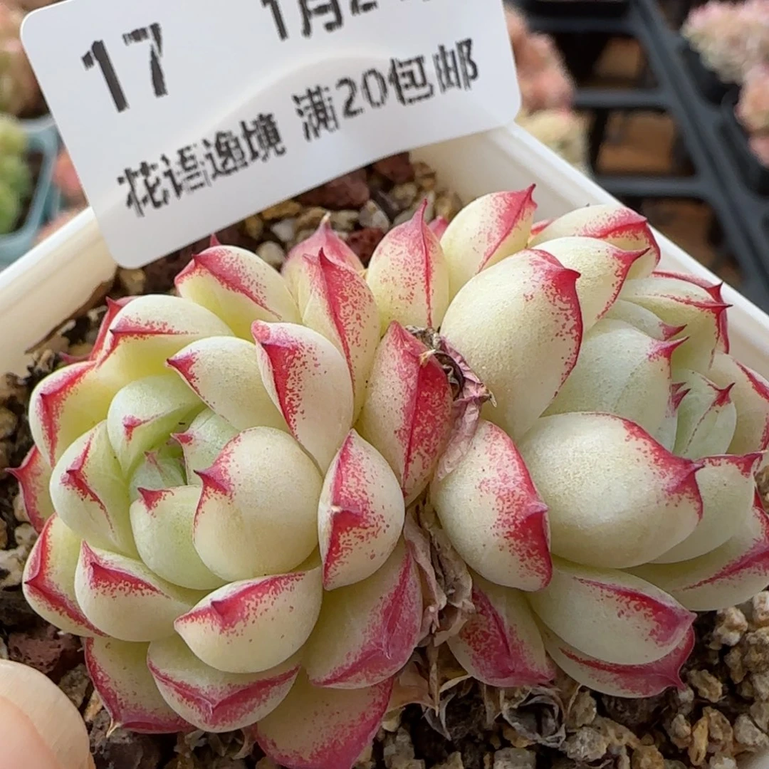 花语逸境0124-17女王