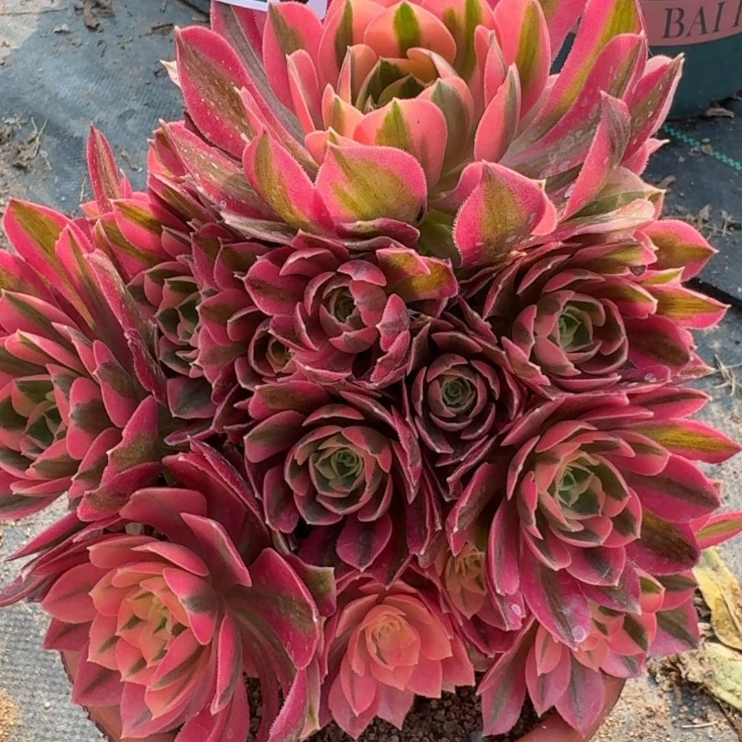 920女巫多肉植物