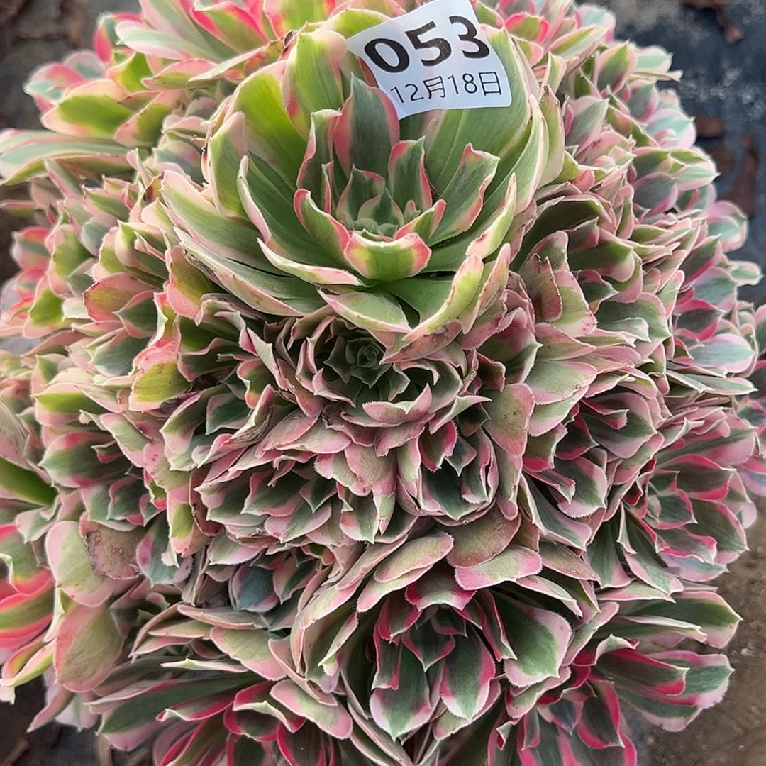 12.18-53妖月多肉植物