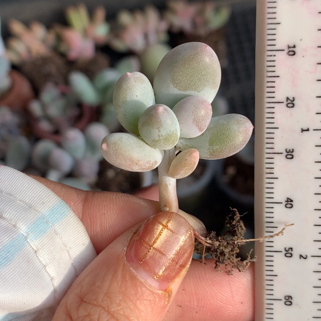 米可奶，不满28发叶片一片，到付