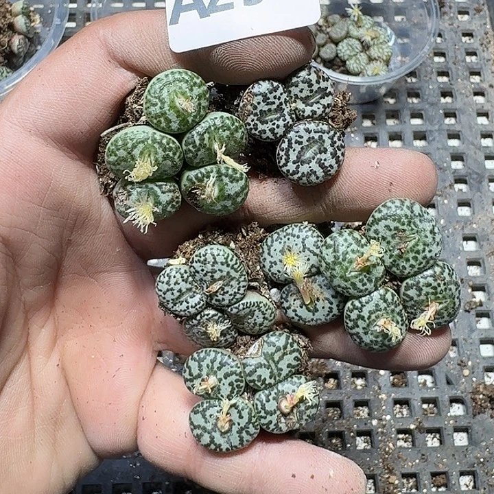 铃***铛298 多肉植物多肉植物