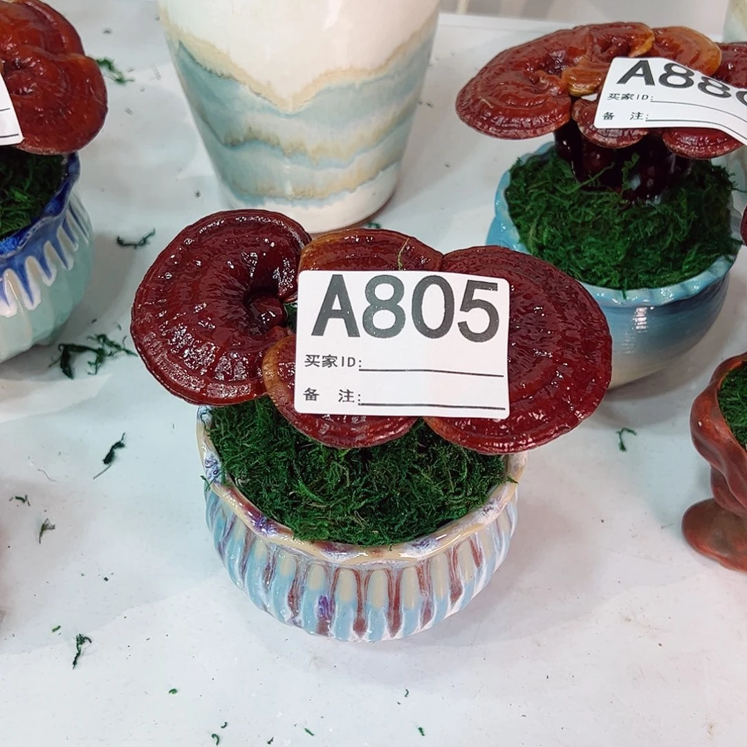 无花朵灵芝盆景805