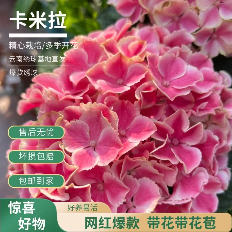 【卡米拉】粉白色绣球 带花带花苞 爆销热款 老桩 包邮 基地直发