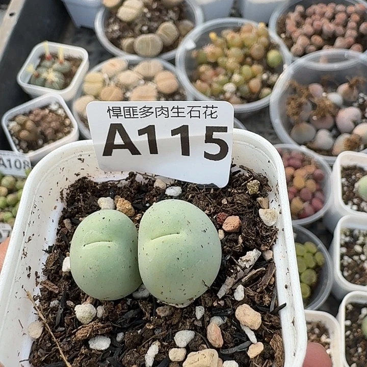 115多肉植物多肉植物