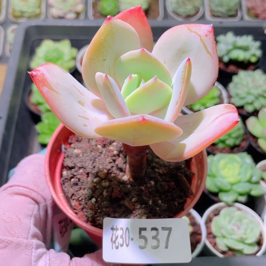 花利美30-537白凤