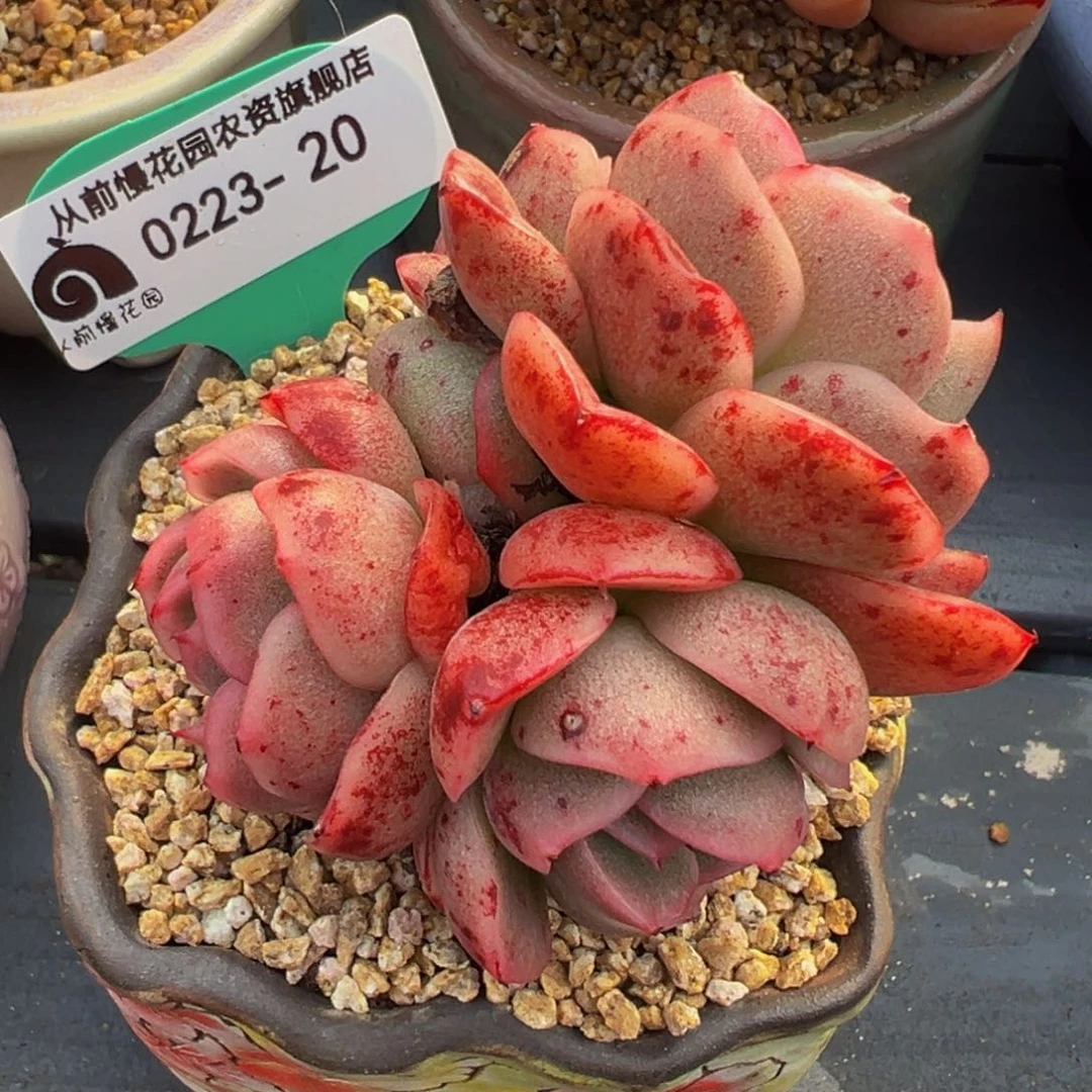 从前慢多肉精选编号0223.20