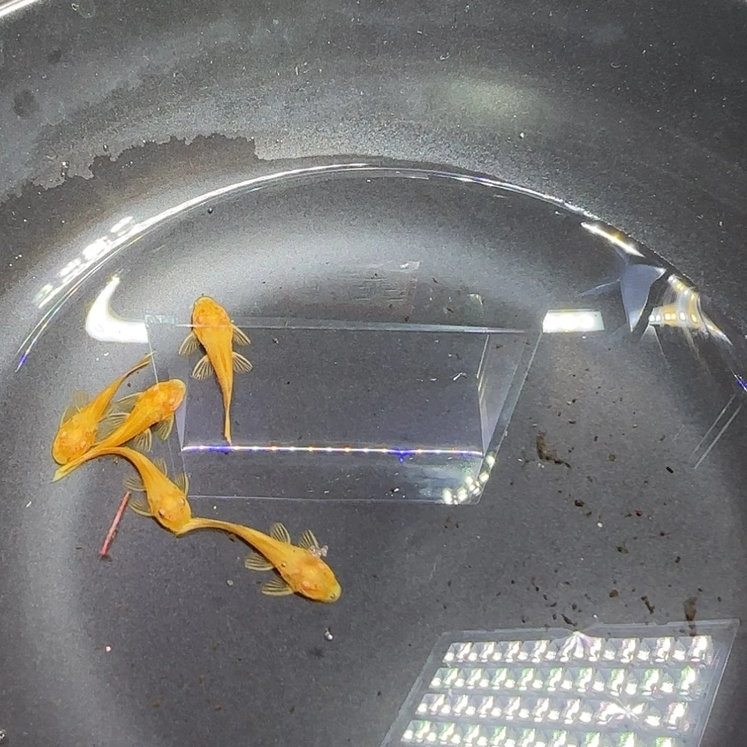 孔雀鱼黄金胡子六条