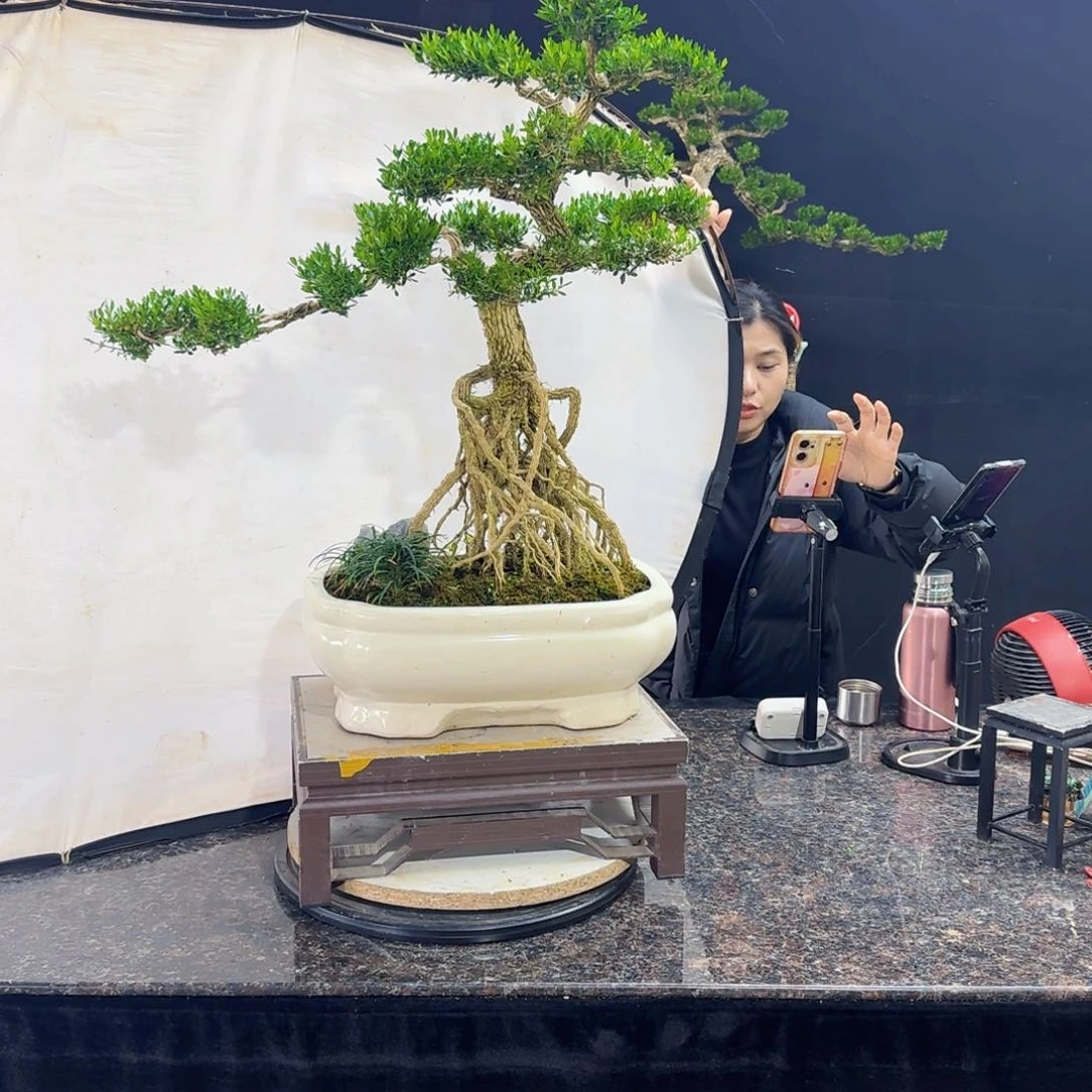 当前无花朵，栽培后可花朵