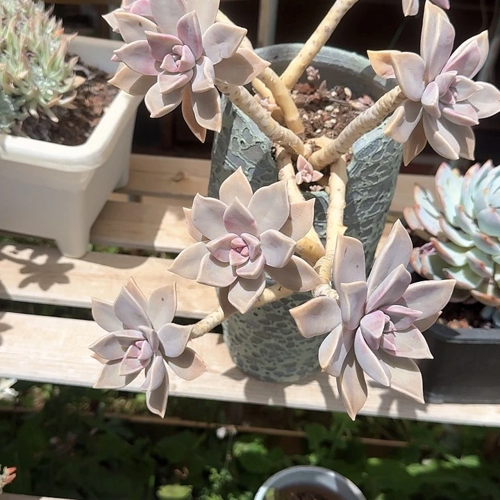 胧月老桩福利好养皮实
