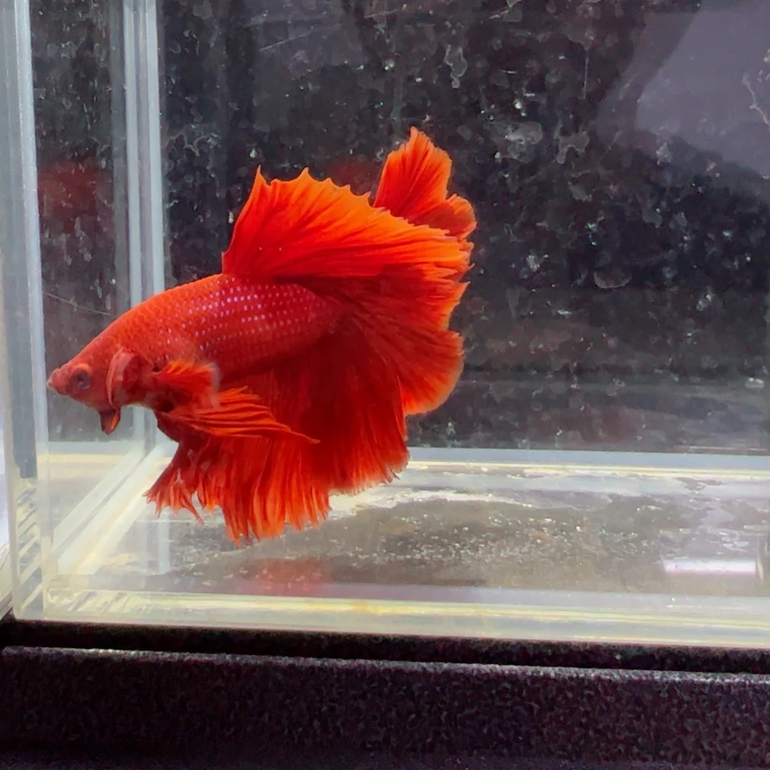 斗鱼浅色特殊尾hhhh