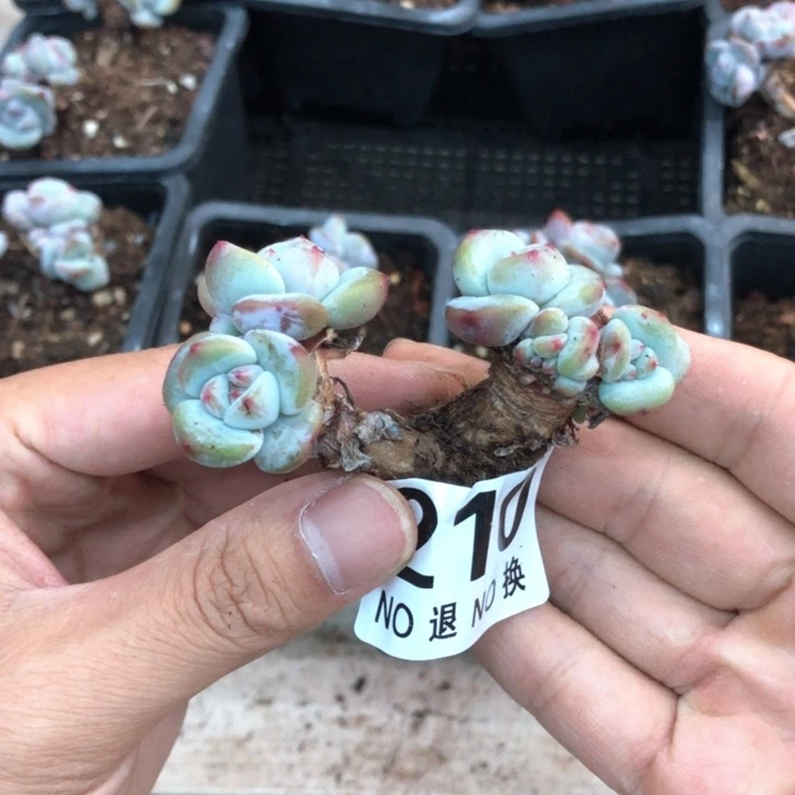 星影石榴籽福利出咯 210