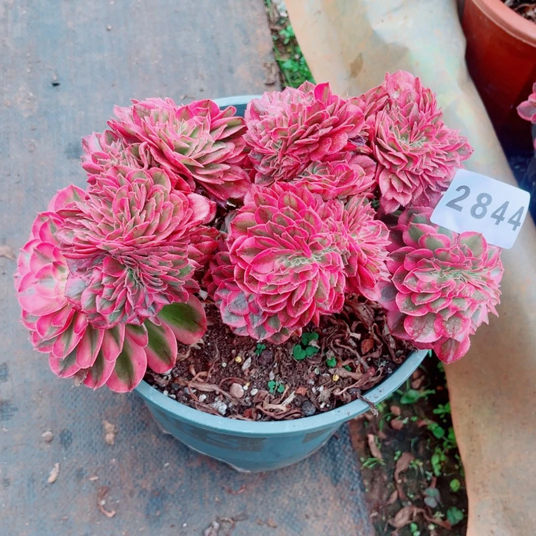 荔枝缀特价多肉发货